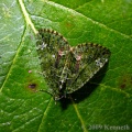 red-green carpet (Chloroclysta siterata) Kenneth Noble
